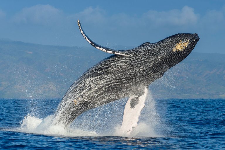 Terraform Labs Whales Dumped LUNA Before UST Peg: Arcane Research
